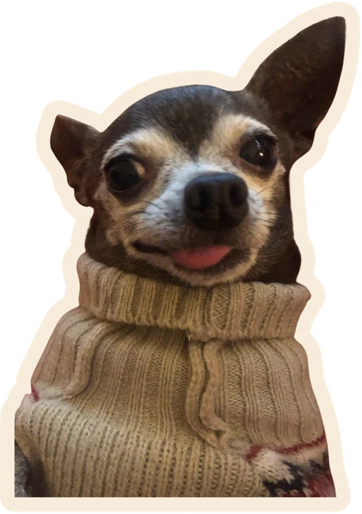 Little dog wearing a sweater