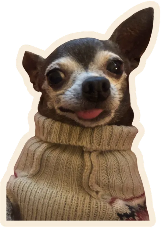 Little dog wearing a sweater